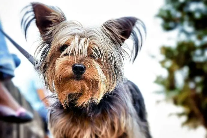 yorkshire-terrier-690x460