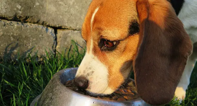 Beagle enjoying his dog food