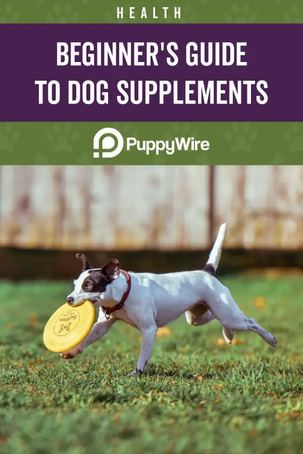 Dog Supplements 101 – Beginner’s Guide to Canine Supplements