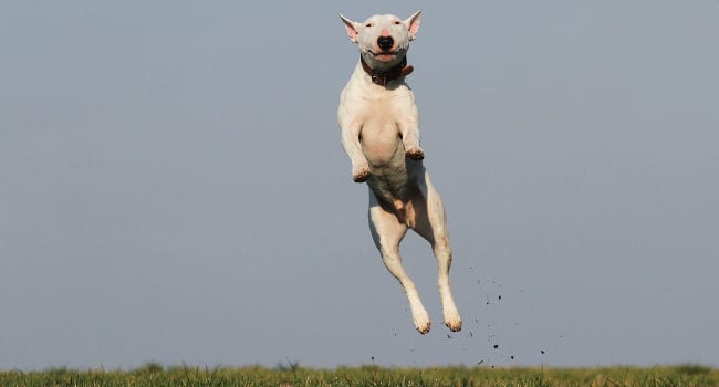 Happy and healthy dog jumping for joy