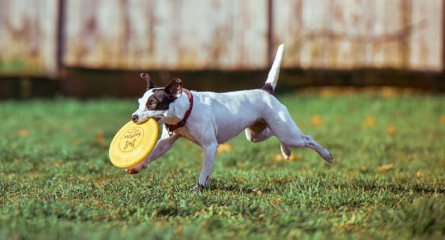 dog running with frisbee