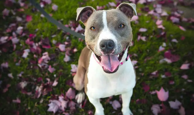 Happy Healthy Pitbull Smiling Outside