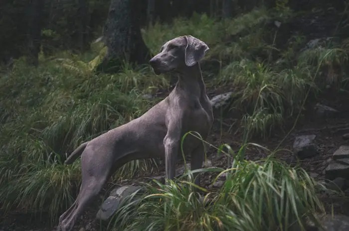 Large Breed Hunting Dog
