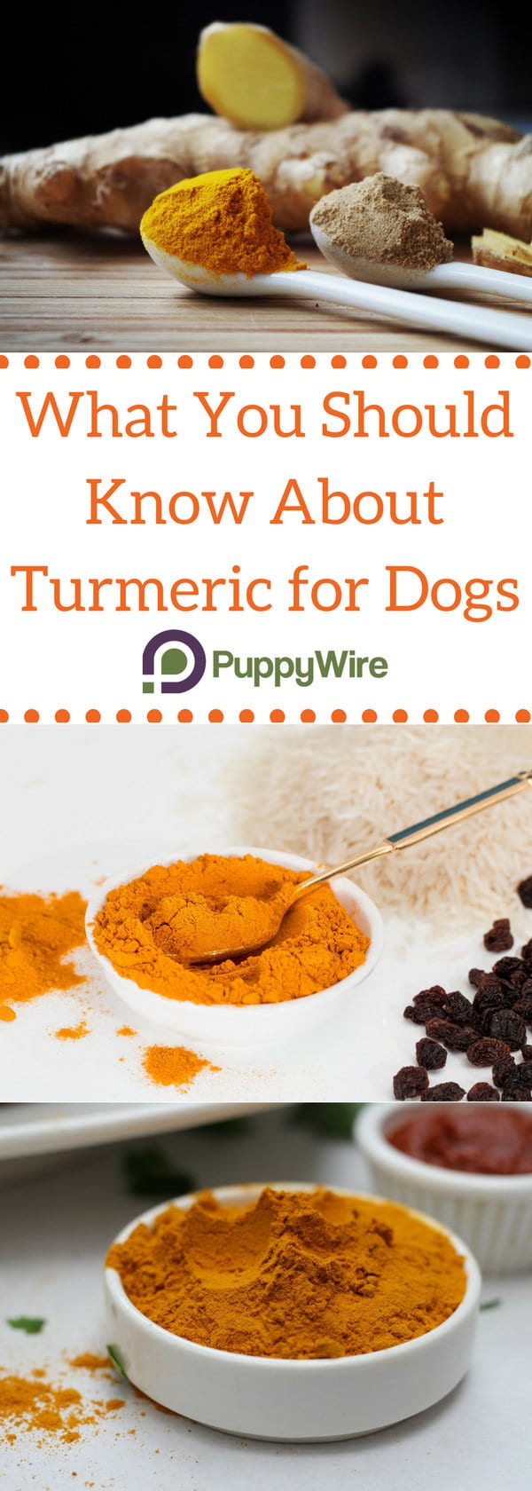 Everything you need to know about turmeric for dogs along with recipes, benefits of turmeric for dogs with arthritis and cancer, and much more.