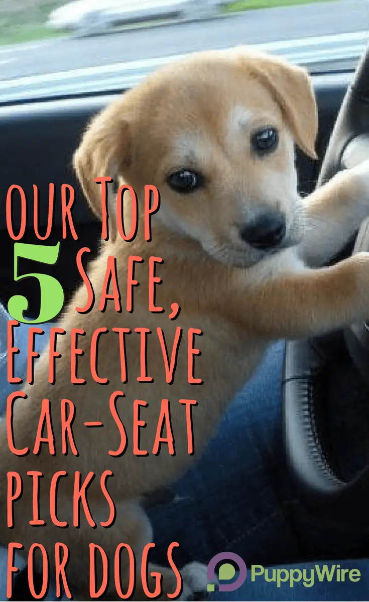 Best Dog Car Seats: Top 5 Safe, Effective Picks \u0026 Reviews