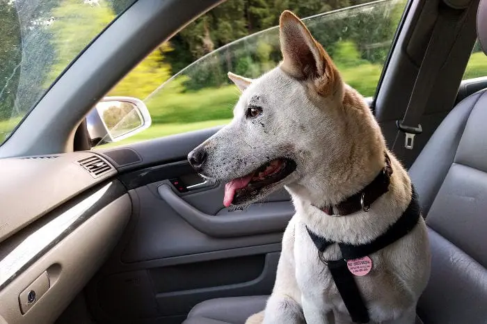 Dog traveling in car, sitting in car seat