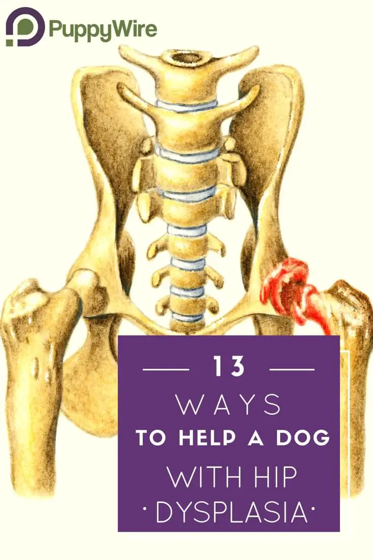 We cover 13 different treatments to help with hip dysplasia in dogs. This includes but not limited to supplement products, therapy, and surgery. Check it out to learn more.