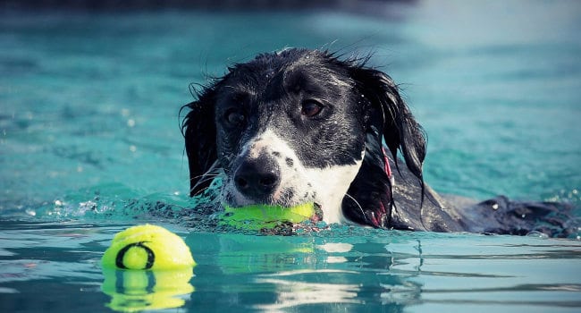 Dog engaging in Hydrotherapy