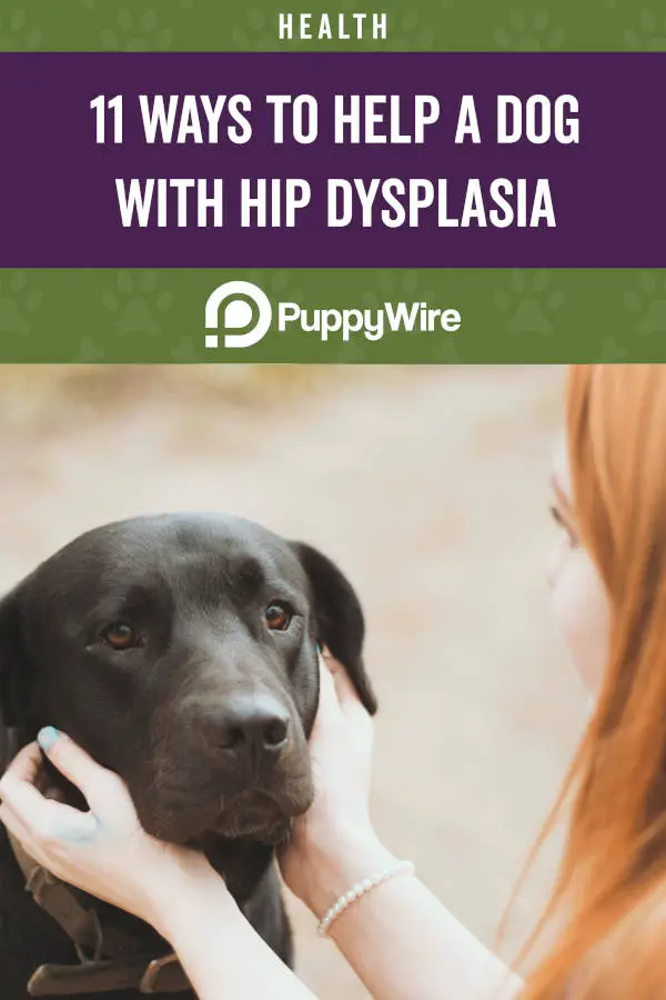 11 Ways to Help a Dog With Hip Dysplasia