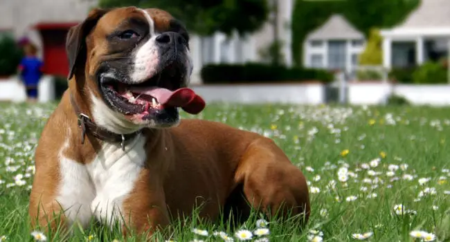 Boxer relaxing in grass after eating his dog food