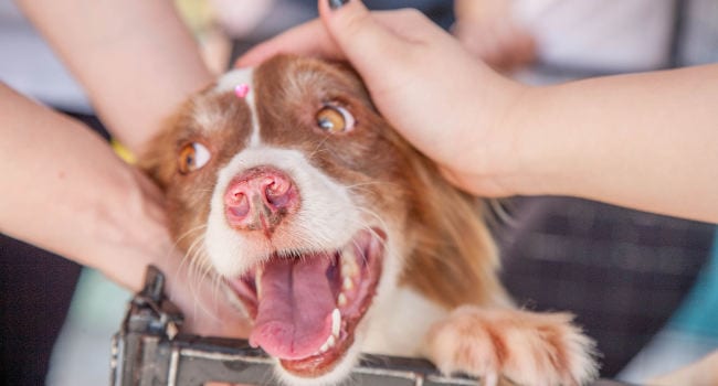 Very happy rescued dog heading to new home