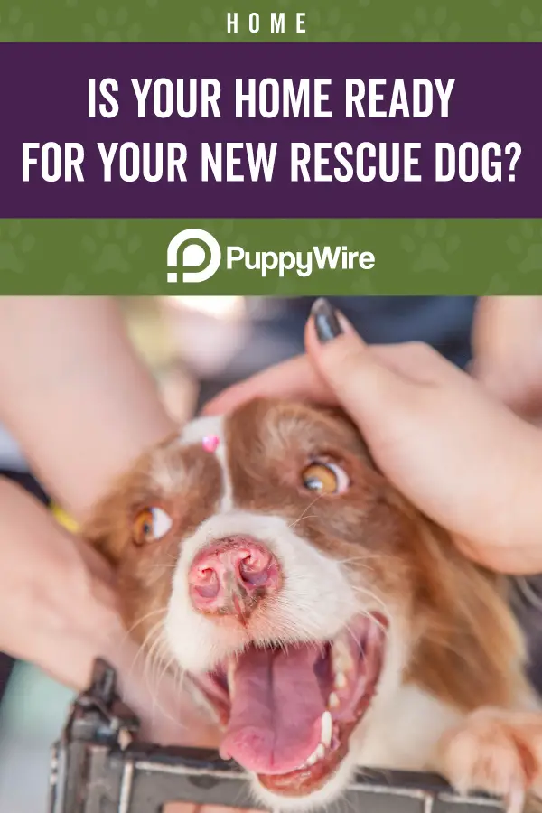 Is Your Home Ready for a Rescue Dog?