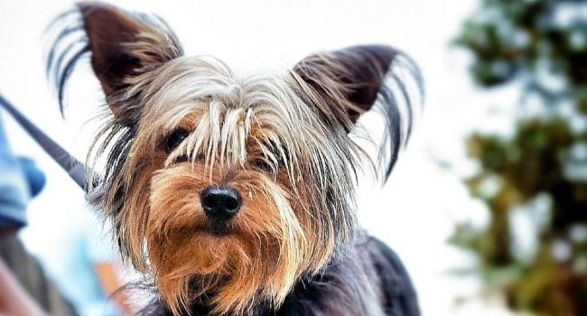 Happy Healthy Yorkie