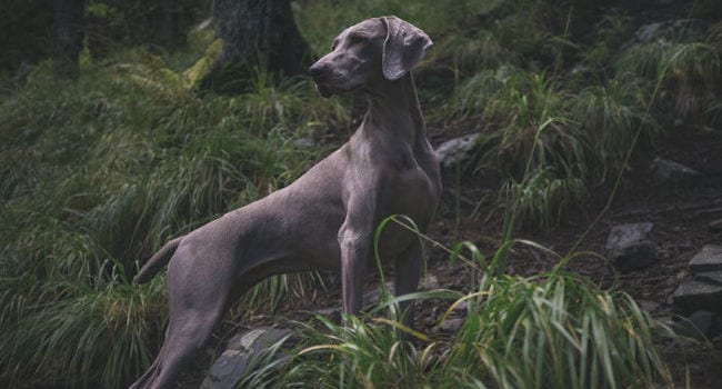 Healthy large breed hunting dog