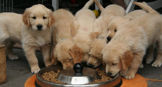 Puppies eating a healthy diet