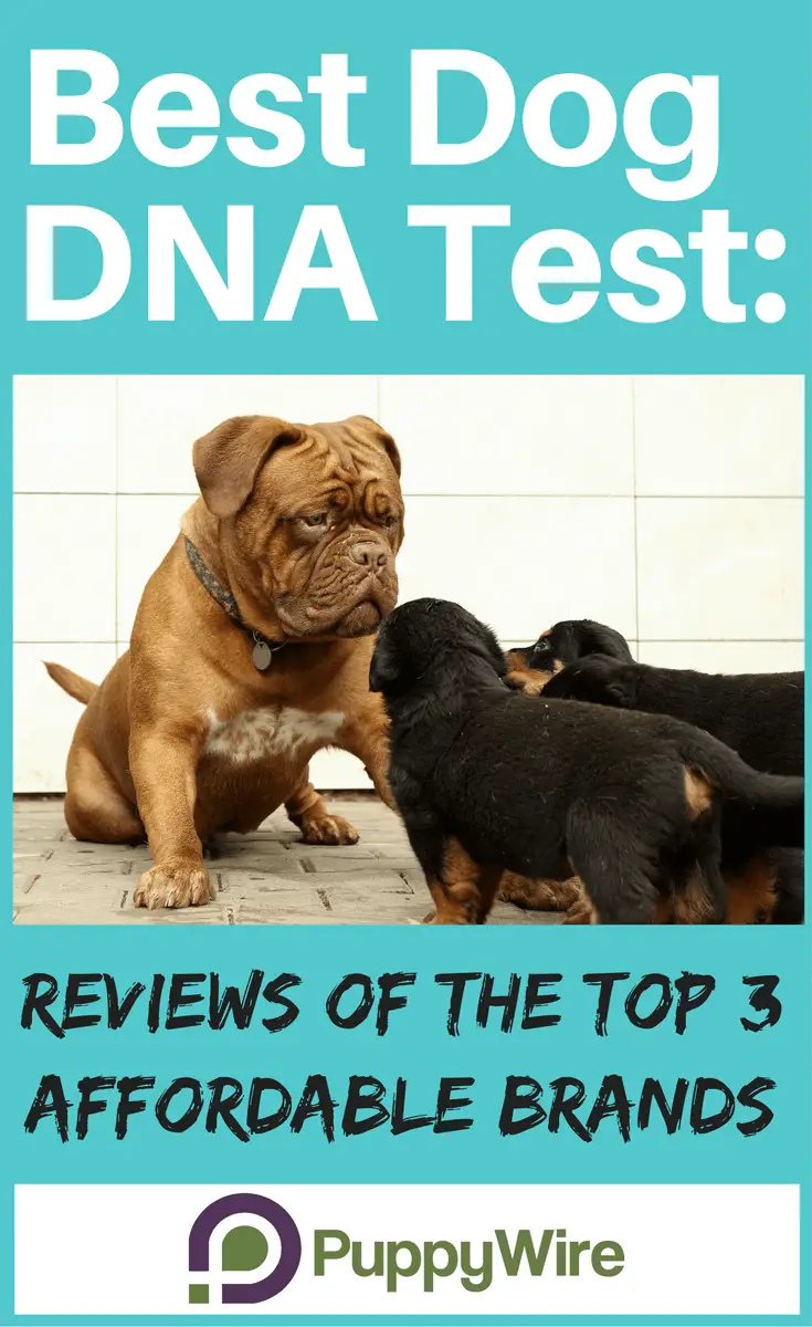 Best Dog DNA Test: Reviews of the Top 3 Affordable Brands