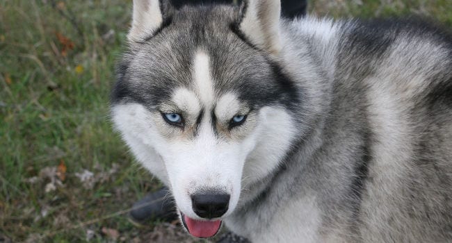 husky-outside-exercising650 Husky outside playing and exercising