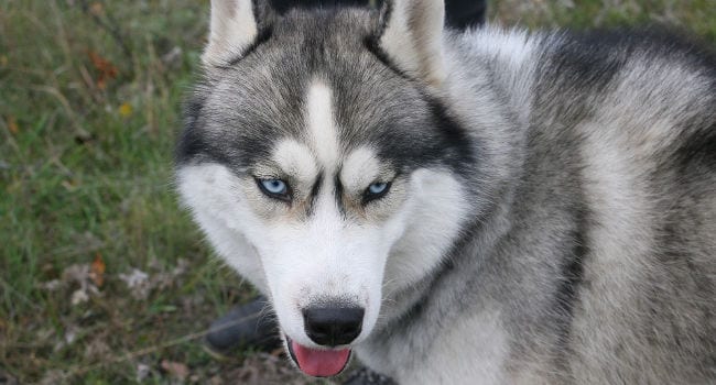 Husky outside playing and exercising