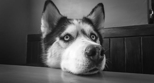 Siberian Husky waiting on his food