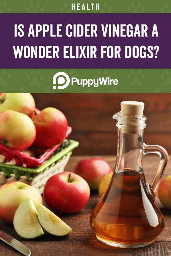 Is Apple Cider Vinegar a Wonder Elixir for Dogs?