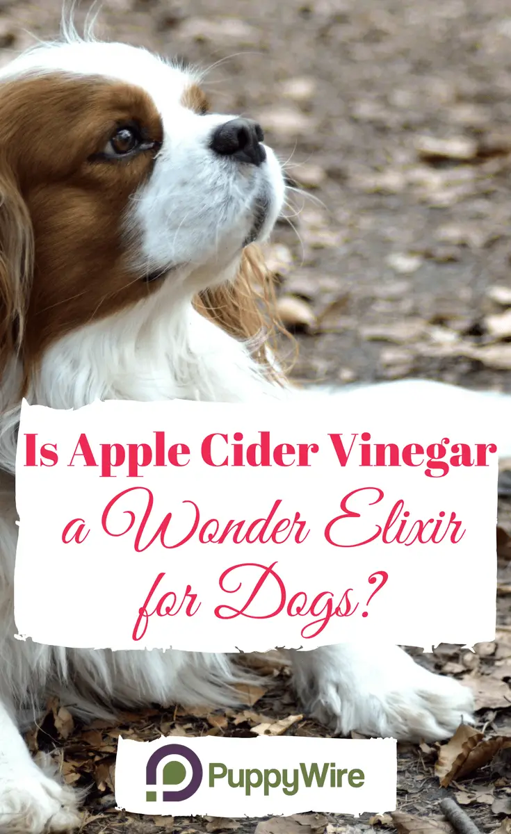 Can You Put Apple Cidar Vingar On A Dog Can You Put Apple Cidar Vingar On A Dog