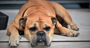 Dog suffering from joint pain