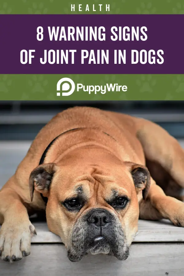 8 Signs of Joint Pain in Dogs and 3 Ways to Help (Without Surgery)