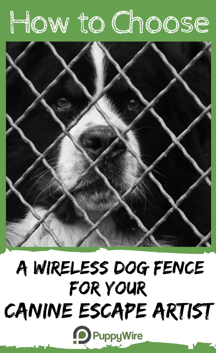 This article covers everything you need to know about choosing wireless dog fence products to keep your dog safe in your yard. It covers our top 4 picks, how they work, what you need to consider, and the differences between wire and wireless dog fence systems.