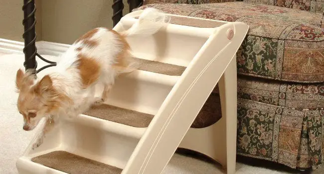 Dog using dog stairs to get on the couch