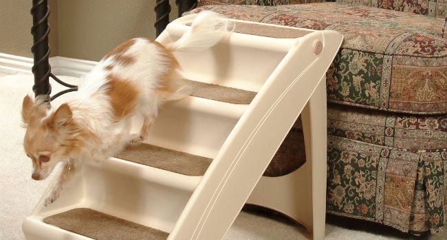 dog-using-pet-stairs650 Dog using dog stairs to get on the couch