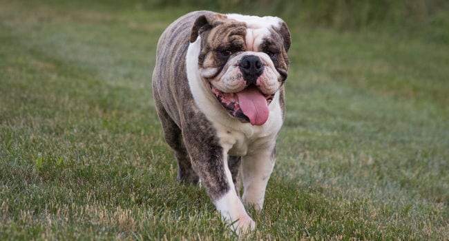 English Bulldog playing outside before bath time