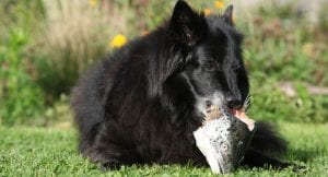 Dog's breath smells like fish after eating raw fish