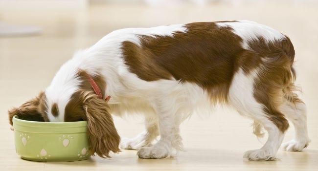 Dog eating his food too fast