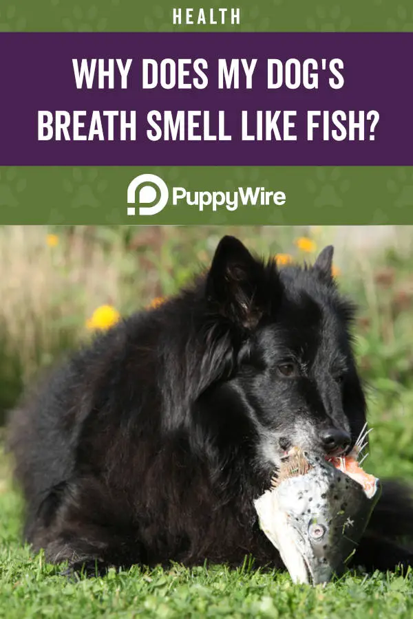 Why Does My Dog's Breath Smell Like Fish?