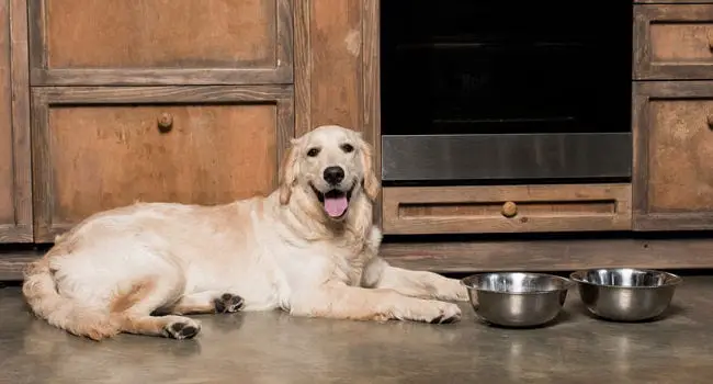Happy dog after eating from his slow feed dog bowl