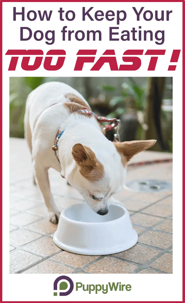 Is your dog eating too fast? This can cause serious health issues such as bloat if left unchecked. Slow feeder dog bowls can be the answer you're looking for. We show you the best picks to help your dog without breaking the bank.