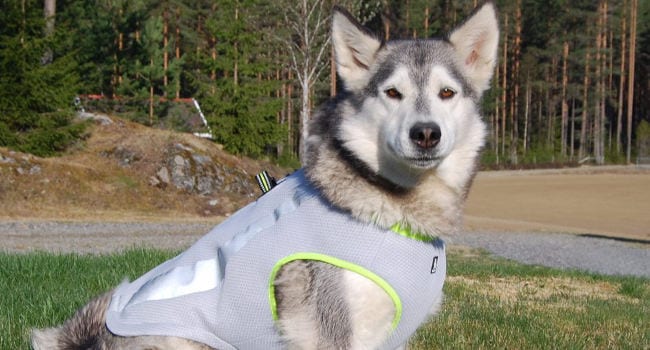 Dog Wearing Cooling Jacket