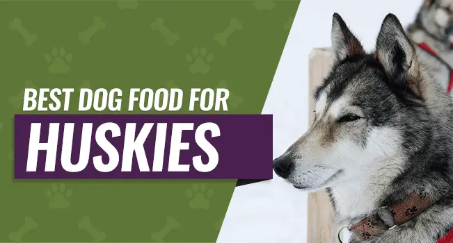 best-dog-food-huskies