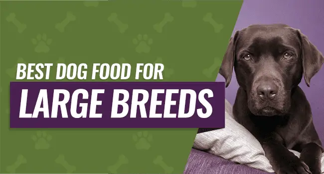 best-dog-food-large-breeds