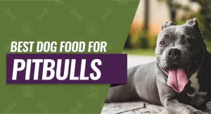 Best Dog Food for Pitbulls