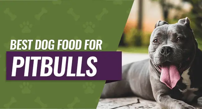 Best Dog Food for Pitbulls: 8 Picks for 