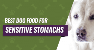 Best Dog Food for Sensitive Stomachs