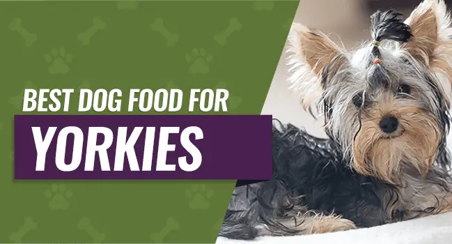 dog food for yorkies with sensitive stomachs