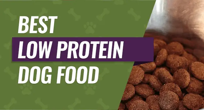 best-low-protein-dog-food