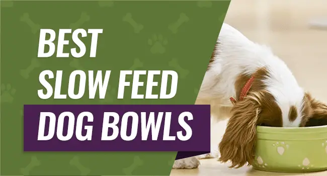 best-slow-feed-dog-bowls