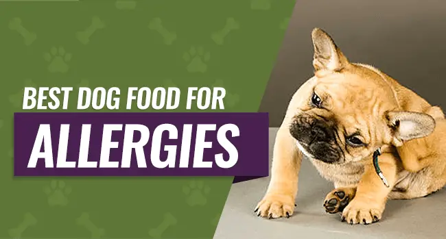 best hypoallergenic dog food