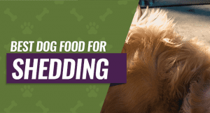 Best Dog Food for Shedding