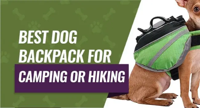Best Dog Backpack for Camping or Hiking