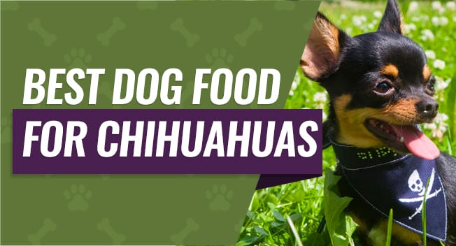 Best Dog Food for Chihuahuas