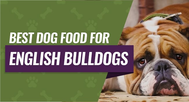 Best Dog Food for English Bulldogs